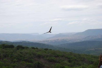 YELLOW-BILLED KITE
