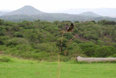 YELLOW-BILLED KITE