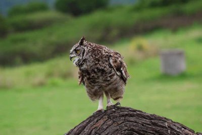 SPOTTED EAGLE-OWL