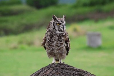 SPOTTED EAGLE-OWL