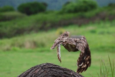 SPOTTED EAGLE-OWL