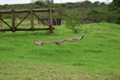 SPOTTED EAGLE-OWL