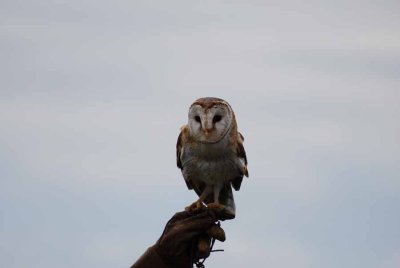 BARN OWL