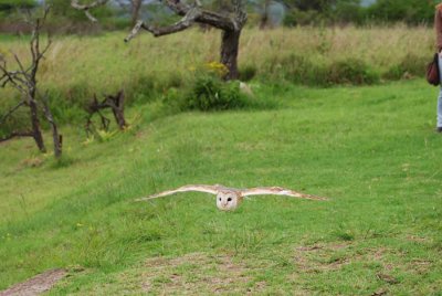 BARN OWL