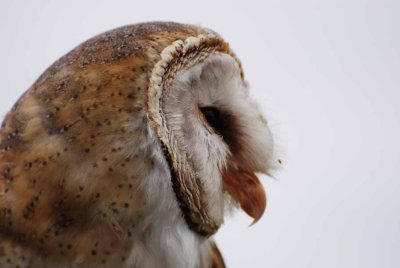 BARN OWL