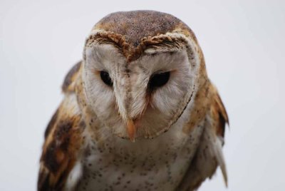 BARN OWL