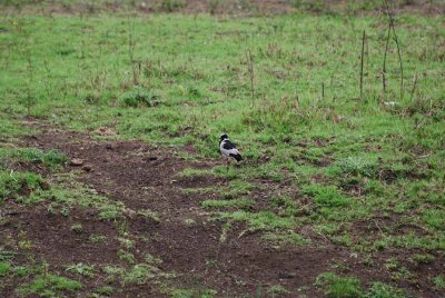 BLACKSMITH PLOVER
