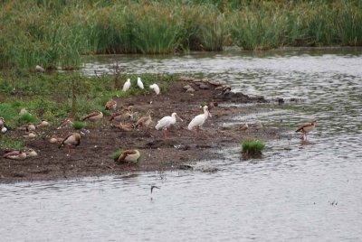 SPOONBILL