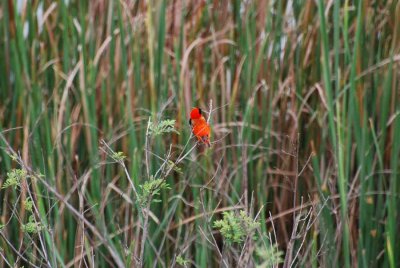 RED BISHOP