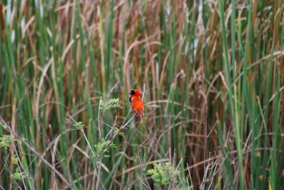 RED BISHOP
