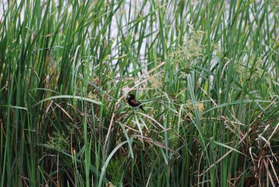 RED-WINGED STARLING