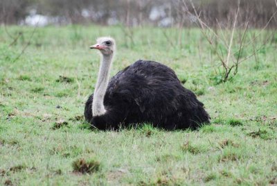 OSTRICH