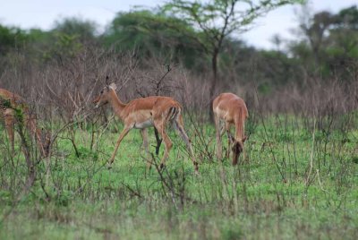 IMPALA
