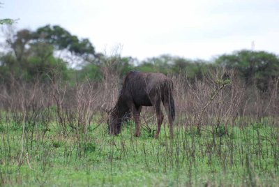 BLUE WILDEBEEST