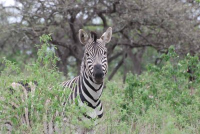 ZEBRA