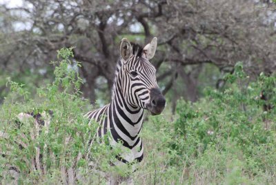 ZEBRA