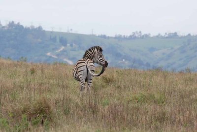 ZEBRA