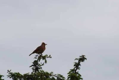 ROFOUS-NAPED LARK