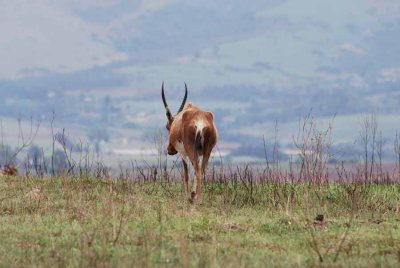 BLESBOK