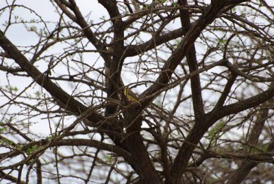 CANARY