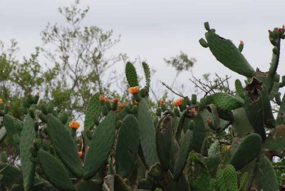 CACTUS