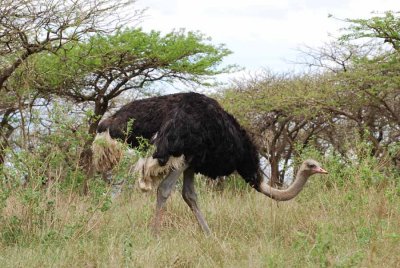 OSTRICH