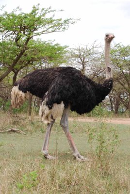 OSTRICH