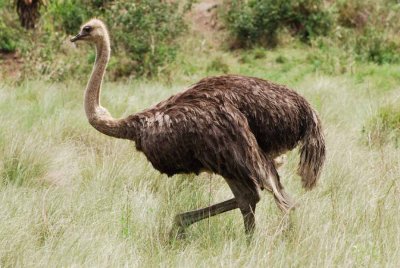 OSTRICH