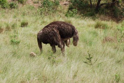 OSTRICH