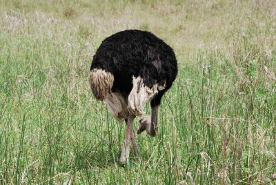 OSTRICH