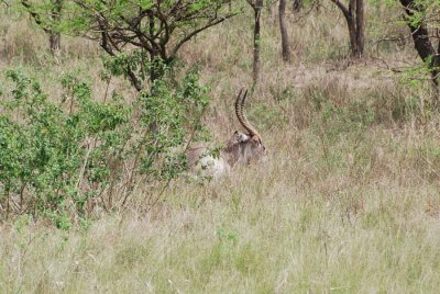 WATERBUCK