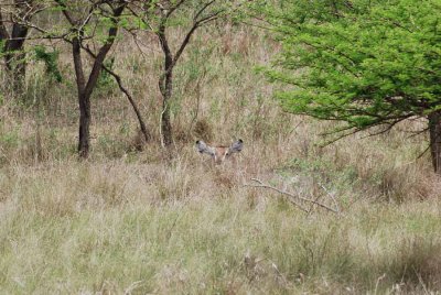 WATERBUCK