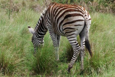ZEBRA