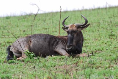 BLUE WILDEBEEST
