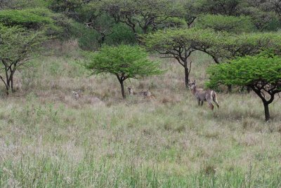 WATERBUCK