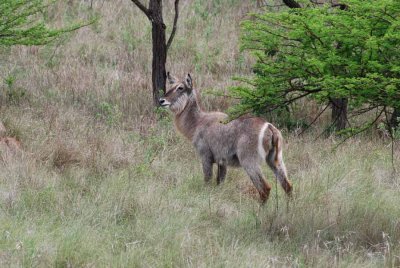 WATERBUCK