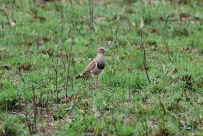 CROWNED LAPWING