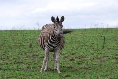 ZEBRA