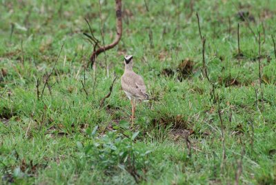 CROWNED LAPWING
