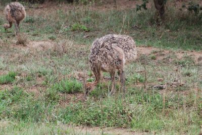 OSTRICH CHICKS