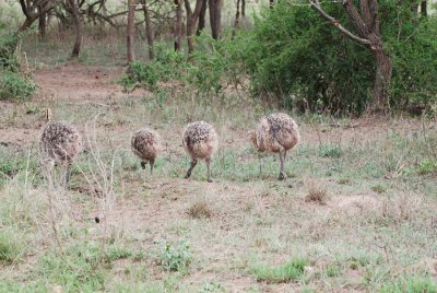OSTRICH CHICKS
