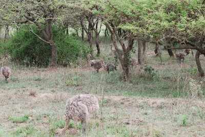 OSTRICH CHICKS