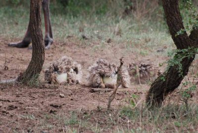 OSTRICH CHICKS