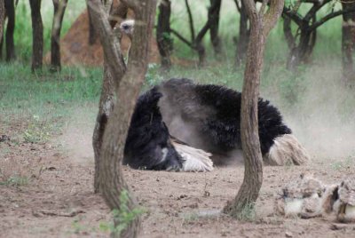 OSTRICH TAKE A SANDBATH