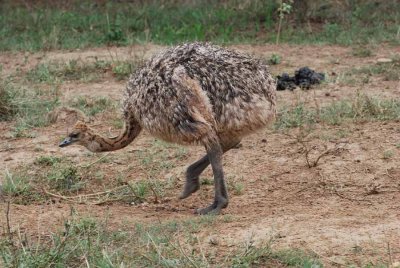 OSTRICH CHICKS