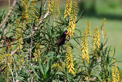 AMETHYST SUNBIRD