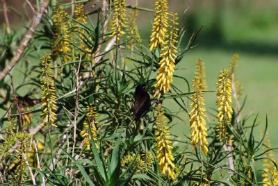 AMETHYST SUNBIRD