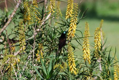 AMETHYST SUNBIRD