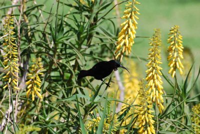 AMETHYST SUNBIRD