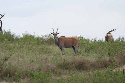 ELAND